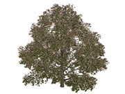 Дерево - 3Д Модели (природа)